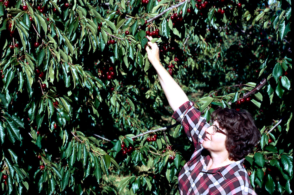 1971-07-00-The-cherry-boss-examines-the-crop.jpg