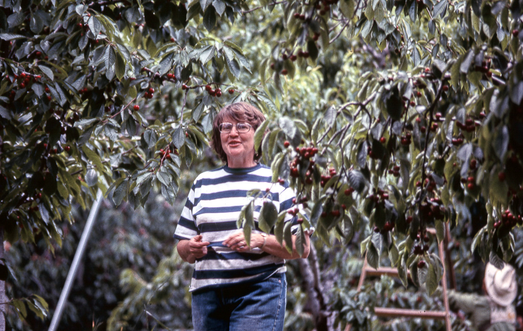1977-06-00-The-cherry-boss-back-for-a-new-picking-season.jpg