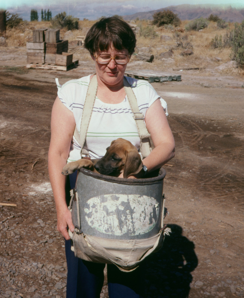 1981-09-00_R82-01_s00-Ranch-AMS-and-Dane-Pup-Shasta-maybe-peaches-fall-1981_r2026.jpg
