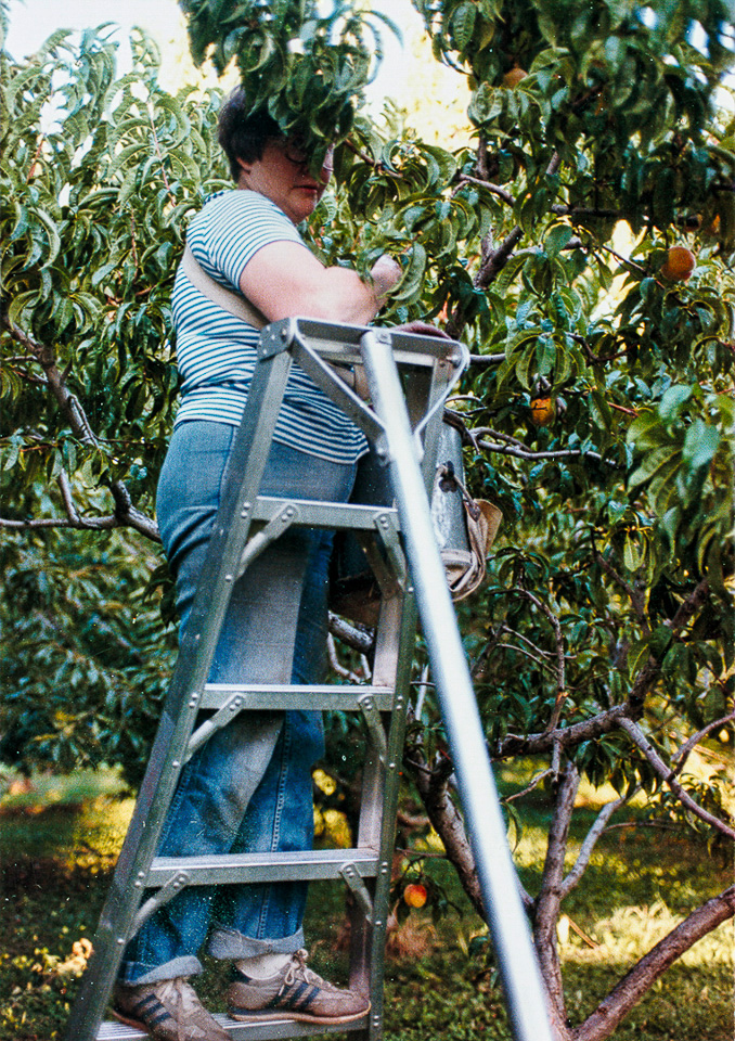 1984-08-00c-Angie-picking-peaches-and-sneezing-a-lot.jpg