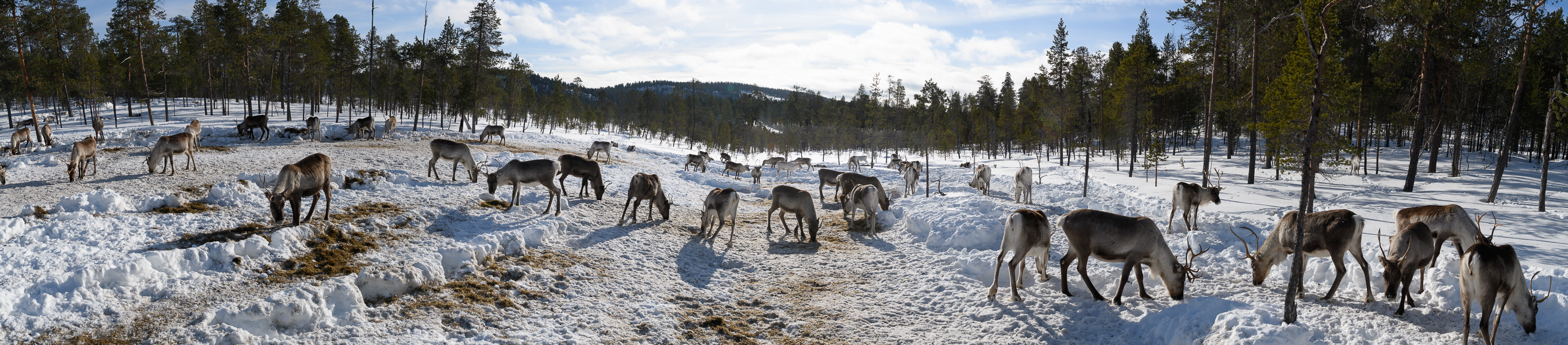 20240320-DSC_7507-Pano.jpg